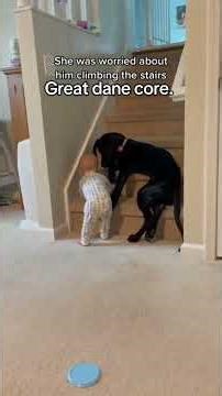 Funny great dane compilation #dog