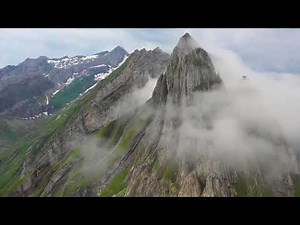 Biblical Tree Remains And Their Majestic Size