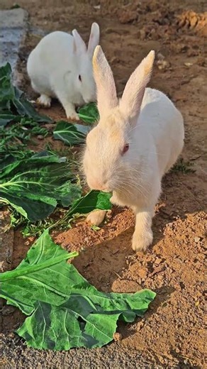 Cute Rabbit Eating Cabbage 🥬 | So Satisfying! #shorts