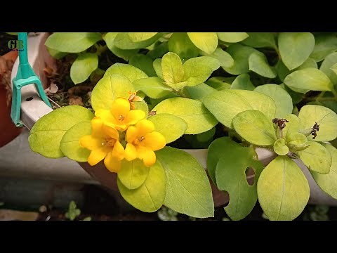 Lysimachia Congestiflora Propagation From Cuttings (With Update)