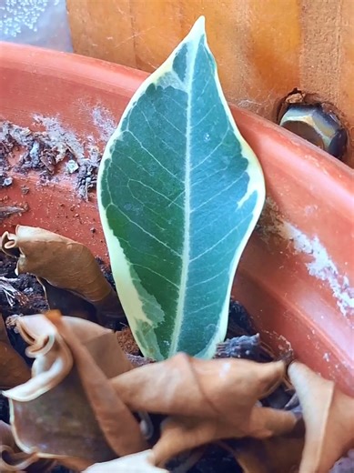 Cómo reproducir un ficus de forma efectiva