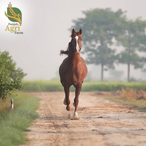 Let the beauty of the wild inspire you. Follow our journey! As part of Punjab Agri’s mission to conserve and contribute, the farm has been working reviving indigenous species of Pakistan. It maintains a wildlife setup, fish farm, dairy farm and cattle farm among others | Punjab Agri Farm