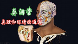 鼻泪管，鼻腔和眼睛的通道