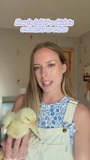 Rooster or Hen? How to Tell Baby Chickens Apart
