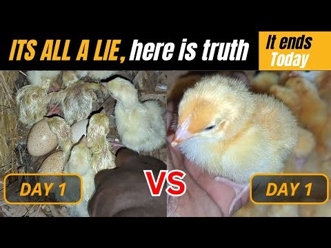 I Raised Turkeys and Chickens Side by Side and Here's What Happened