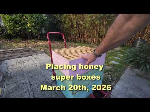 Placing Honey Supers - March 20th, 2026