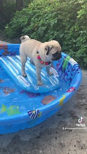 461K views · 27K reactions | It’s gonna be 80 degrees here today! Time to break out the surfboard!!! ‍♂️ xoxo ~ Dashiell Donovan Pugs and Kisses | Pugs and Kisses | Facebook