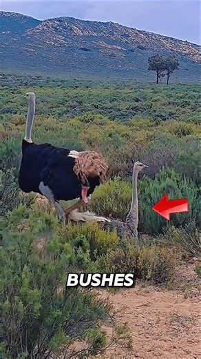 Why Is This Ostrich Dancing Like That? #animals
