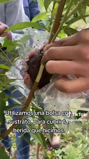 Acodo aéreo El método de propagación por acodos, se utiliza para replicar y reproducir las características de los árboles (sabor, tamaño, forma y precocidad) en menos tiempo que el método por semilla. #acodoaereo #acodo #metodo #reproducciones #propagacion #agro #agronomia #agro #arbol #frutales