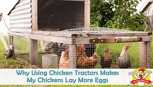Chicken Tractors Makes My Chickens Lay More Eggs: The Mobile Chicken Coop -