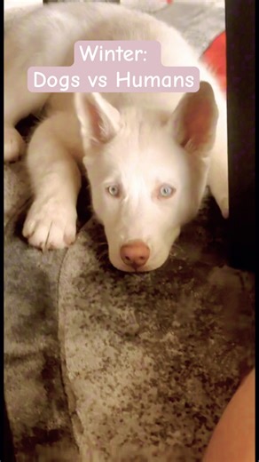 Winter: Dogs VS Humans #funny #dog #winter #people #pets #puppy #cutedog #shorts #viral #trending