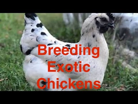Building Our Exotic Chicken Breeding Pens
