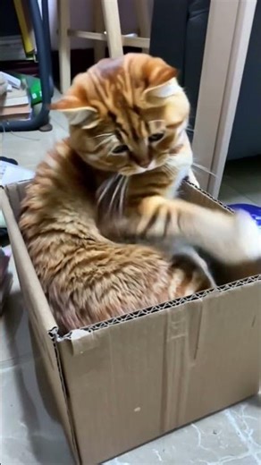 Cat vs. Tiny Box 📦😂 | Funny Cat Short