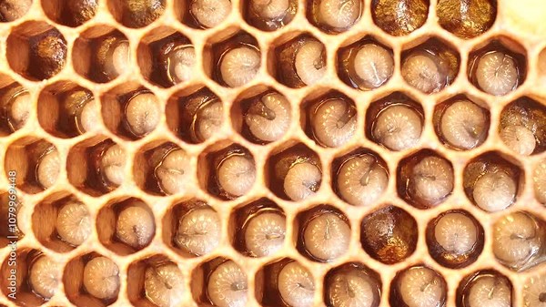 Eggs and larvae of future honey bees. These are two successive phases of honey bee development.