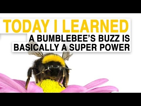 TIL: A Bumblebee's Buzz Is Basically a Superpower | Today I Learned