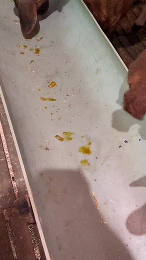 255K views · 5.3K reactions | Day 162: Closantel Salt Is The Best Dewormer For Sheep & Goat | Mini Vlogs With Farmers Market Farm #sheep #advise #expert #medicine #deworming #vet #vetlife #vetmed | Farmers Market Karnataka | Facebook