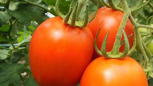 Not all organic gardens are created equal. Take your garden to the next level, grow in harmony with nature! Watch the video to learn more or read the ebook at http://www.thelivingfarm.org/high-performance-garden-ebook | The Living Farm