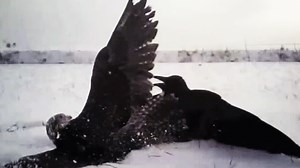 Someone Strapped A GoPro To A Falcon And Recorded A Stunning, Mid-Air Crow Hunt