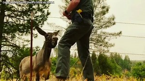 'Gertie' the donkey to reunite with owners after California fire evacuations