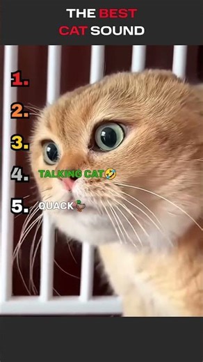 Ranking the BEST Cat Sounds Ever 😹🎶#cat #shorts