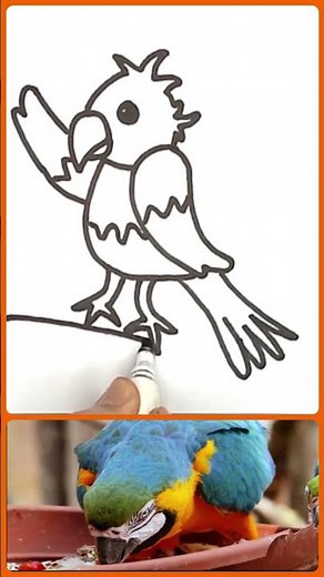 Bird Drawings - How to Draw a Parrot 🦜 Drawing Parrot 🦜 A Beginner's Guide