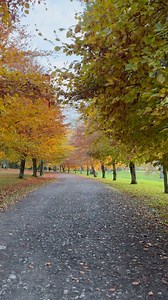 Autumn Colours In Ireland🇮🇪🍁 #ireland #autumn #beautiful #naturelover #nature #srilankaninireland #NatureHeals | Hashel Thilanka