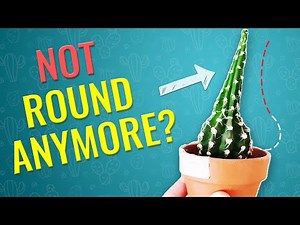THIS IS WHY CACTUS STRETCHES and BECOMES UGLY! How to prevent cactus etiolation?