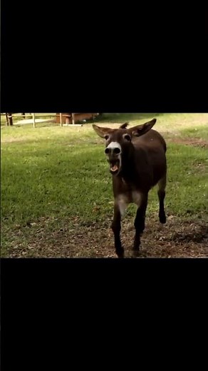 Donkey Sounds | Angry Donkey Sounds #wildlife #animalsounds #shorts #shortsfeed #donkey