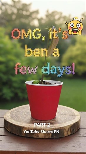 My Mango Seed Is Growing! 🌱 | Part 2