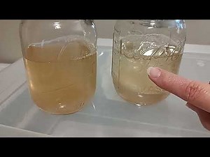 How to Grow Mushroom Clone Cloning Liquid Culture LC Slurry Mycelium Chat with Tips for You
