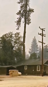 Logging accident moment #tree #foy #satisfying #oddlysatisfying | Agriculture &Tree-cutting