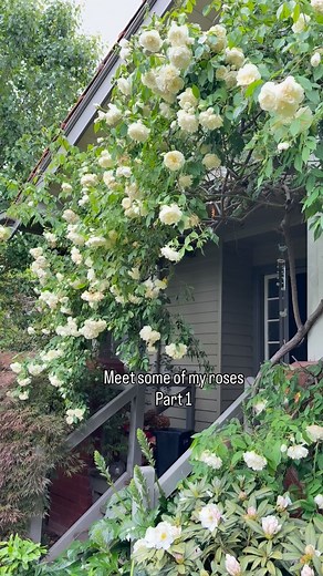 11K views · 7.8K reactions | The garden roses are here. Meet some of their beautiful blooms. Do you have any of them?  | petrinablooms | Facebook