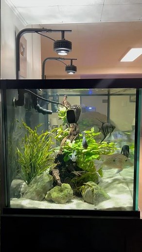 The 150 Gallon Cichlid Tank