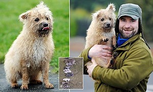 Terrier saves village from rats by ridding up to 600 rodents a year