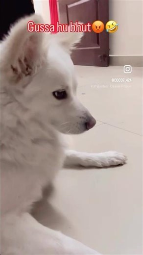 Gussa hu😡🤣 #viralvideo #trendingsong #trending #funny #comedysong #shortsfeed #doglover