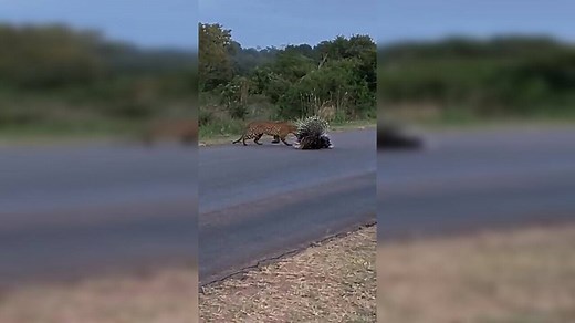 Viral video: Unflinching porcupine parents take on leopard to protect their babies
