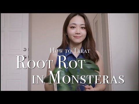 How to treat root rot in Monstera | Indoor Gardening