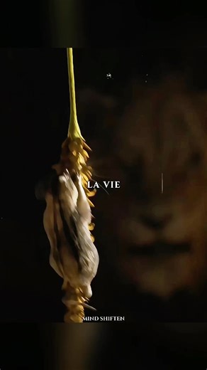 Comprendre les animés et la vie : une réflexion profonde