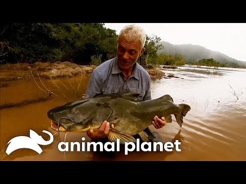 A Catfish that Can Swallow Men Whole!? | River Monsters | Animal Planet