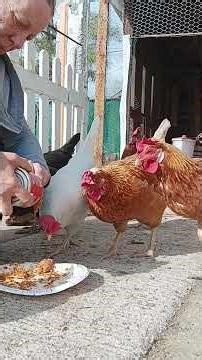 #moderndaypioneer feeding #backyardchickens #wewinquiting #theothersideofmakebelieve