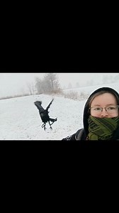 A typical day with a raven in winter: walking, rolling in the snow, flying, wild friends and carrion. #raven #on #board #kruk #ptak #black #polska #poland #animal #taxidermy #hare #wild #friend #nature #przyroda #best #life #winter | Echo the Raven