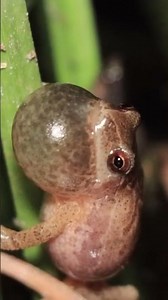 Spring Peeper Calling