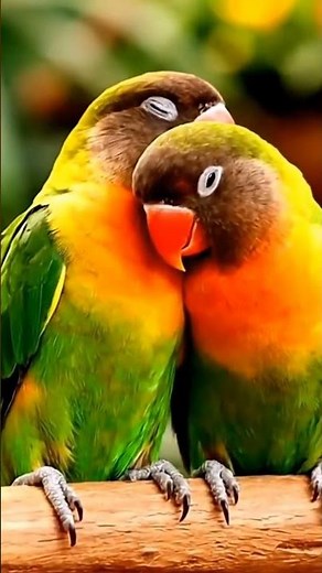 Love Birds: Nature’s Cutest Symbol of True Love 🦜❤️ #birds #lovebirdsfarming #lovebirds