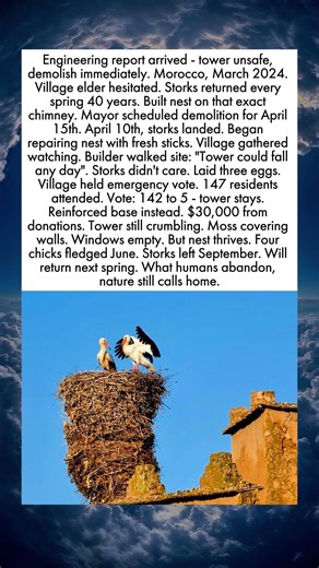 Village Votes To Save Collapsing Tower For Two Birds