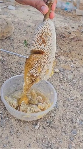 عسل الجبال خلية عسل بوطويق من موسم السدر الحمدلله رزق طيب