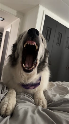 Joyful Mornings with Great Pyrenees Dogs