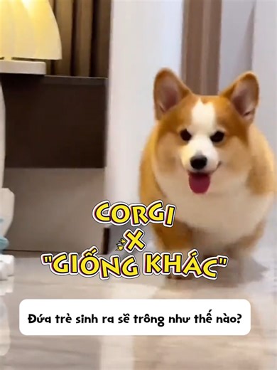 khi Corgi yêu đương với giống khác 🤣 #laputafarm #corgi #corgisoftiktok #germansepherd #husky