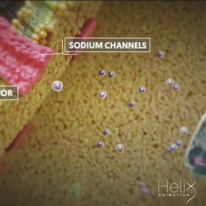 Synapse - action potentials are propagated across the synapse by synaptic transmission, also known as neurotransmission. The human brain contain approximately 100 billion microscopic cells occurred called neurones. #neurons are the cells that are specialized into pass the signals to the individual target #cell . Source Helix Animation #neurons #nuerofibromatosis #cells #cellbiologyclass #microscopicworld | PhysioOsteoBook