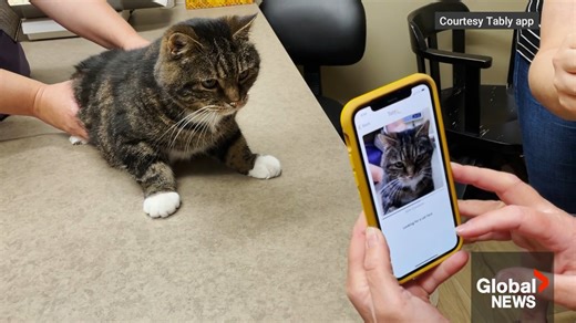 The Tably app uses facial recognition and artificial intelligence to assess whether your cat is having a good day. READ MORE: https://globalnews.ca/news/9332850/alberta-ai-app-cat-mood-health/ | Global Edmonton