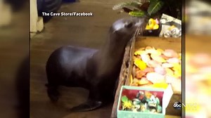 44K views · 1.4K reactions | Young sea lion surprises shoppers by...